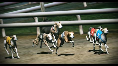 Virtual Sports: Greyhounds Rules .